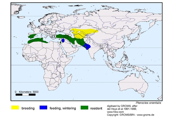 Verbreitungskarte von Pterocles orientalis
