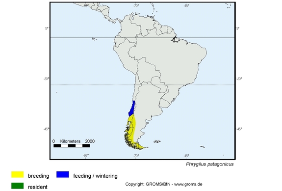 Verbreitungskarte von Phrygilus patagonicus