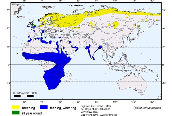 Verbreitungskarte von Philomachus pugnax