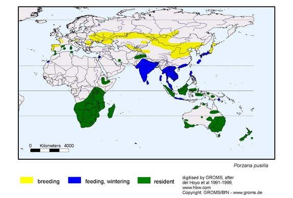 Verbreitungskarte von Porzana pusilla