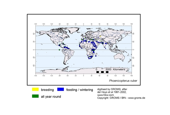 Verbreitungskarte von Phoenicopterus ruber