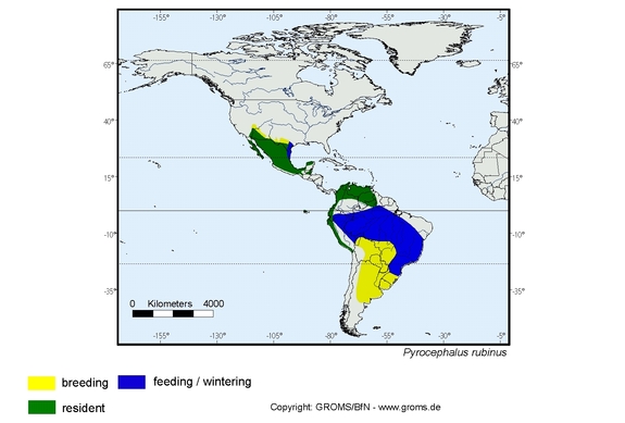 Verbreitungskarte von Pyrocephalus rubinus