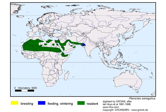 Verbreitungskarte von Pterocles senegallus