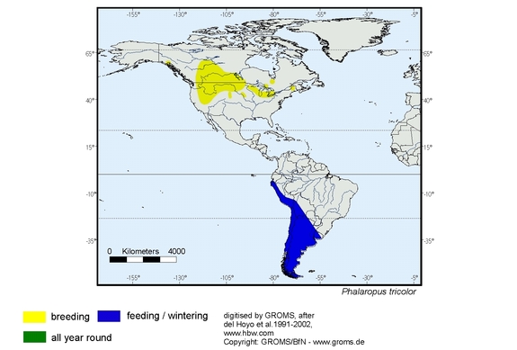 Verbreitungskarte von Phalaropus tricolor