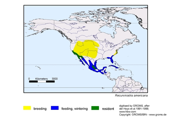 Verbreitungskarte von Recurvirostra americana