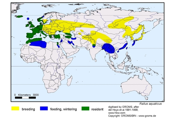 Verbreitungskarte von Rallus aquaticus