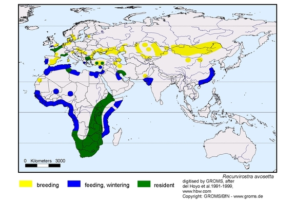 Verbreitungskarte von Recurvirostra avosetta