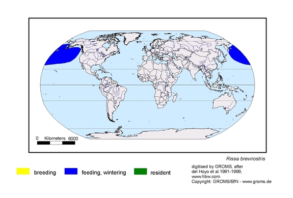 Verbreitungskarte von Rissa brevirostris