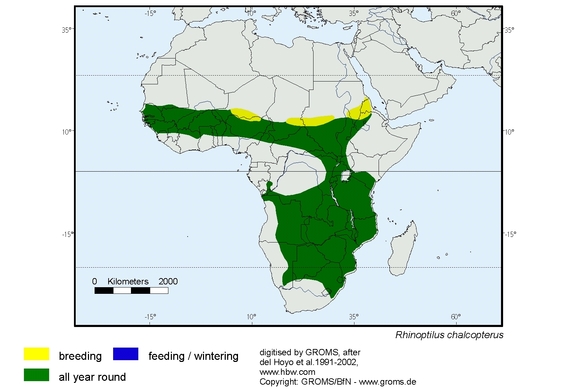 Verbreitungskarte von Rhinoptilus chalcopterus