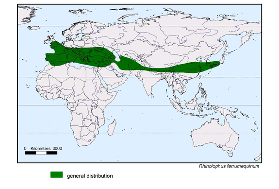 Verbreitungskarte von Rhinolophus ferrumequinum
