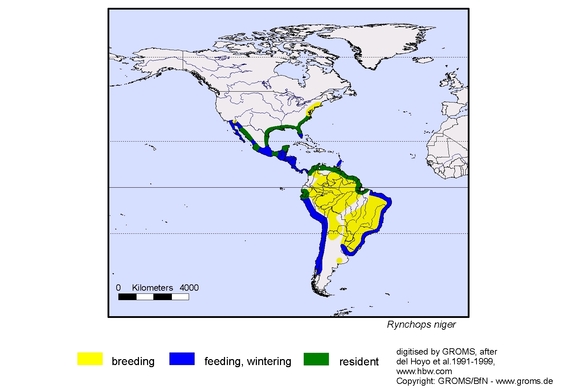 Verbreitungskarte von Rynchops niger