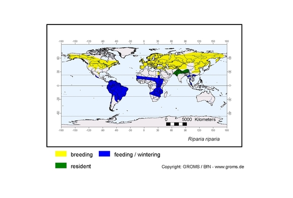Verbreitungskarte von Riparia riparia