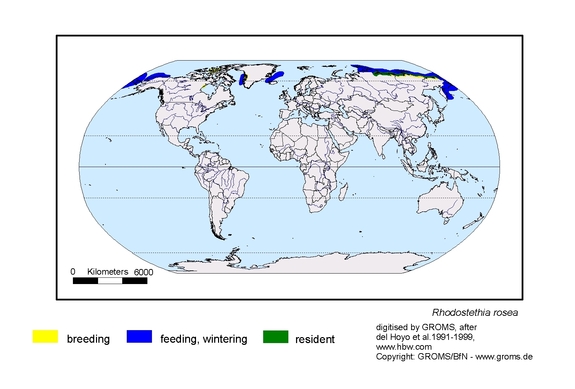 Verbreitungskarte von Rhodostethia rosea