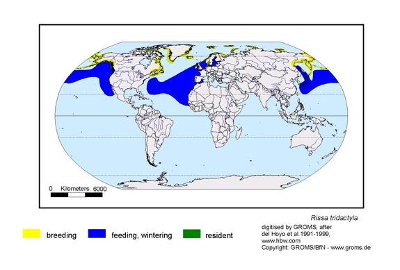 Verbreitungskarte von Rissa tridactyla