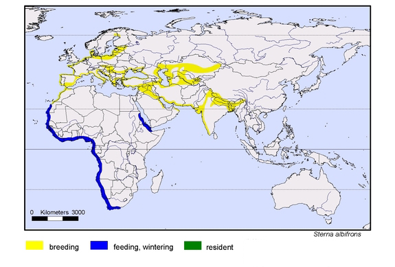 Verbreitungskarte von Sterna albifrons