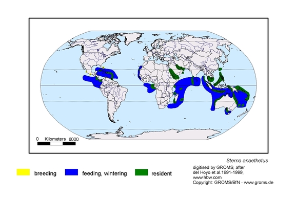 Verbreitungskarte von Sterna anaethetus