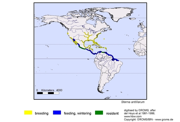 Verbreitungskarte von Sterna antillarum