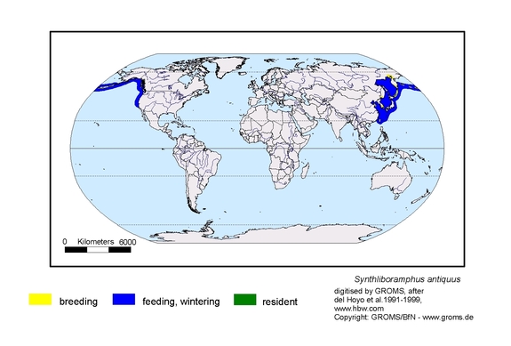 Verbreitungskarte von Synthliboramphus antiquus