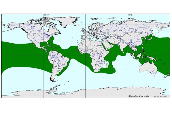 Verbreitungskarte von Stenella attenuata