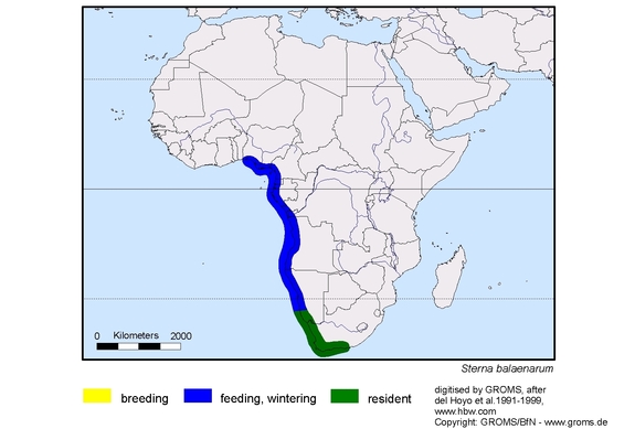 Verbreitungskarte von Sterna balaenarum