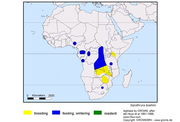 Verbreitungskarte von Sarothrura boehmi