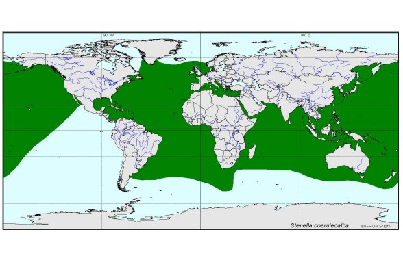 Verbreitungskarte von Stenella coeruleoalba