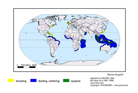 Verbreitungskarte von Sterna dougallii