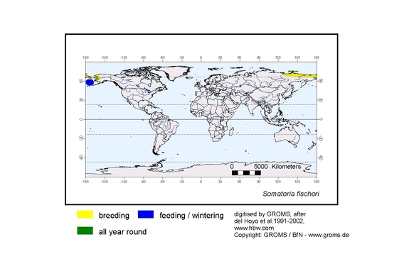 Verbreitungskarte von Somateria fischeri