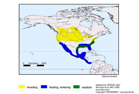 Verbreitungskarte von Sterna forsteri