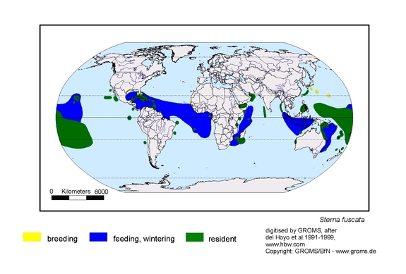 Verbreitungskarte von Sterna fuscata