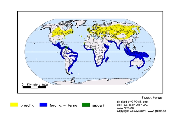 Verbreitungskarte von Sterna hirundo