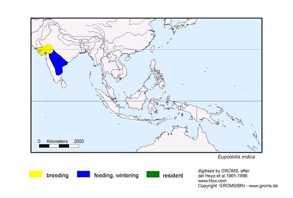 Verbreitungskarte von Eupodotis indica