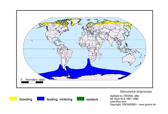 Verbreitungskarte von Stercorarius longicaudus