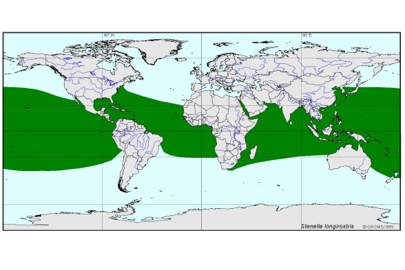 Verbreitungskarte von Stenella longirostris