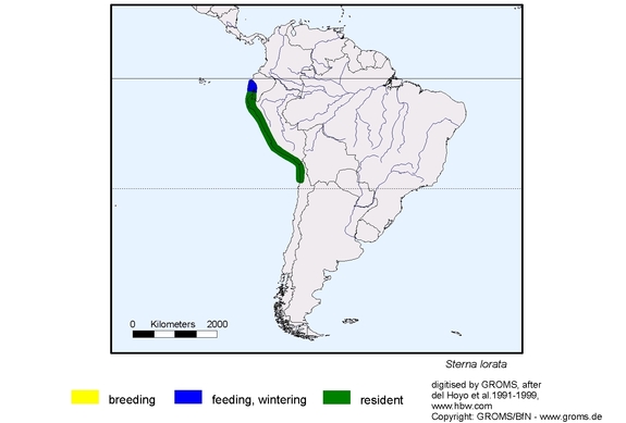 Verbreitungskarte von Sterna lorata