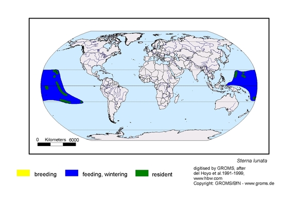 Verbreitungskarte von Sterna lunata
