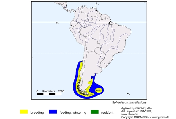 Verbreitungskarte von Spheniscus magellanicus