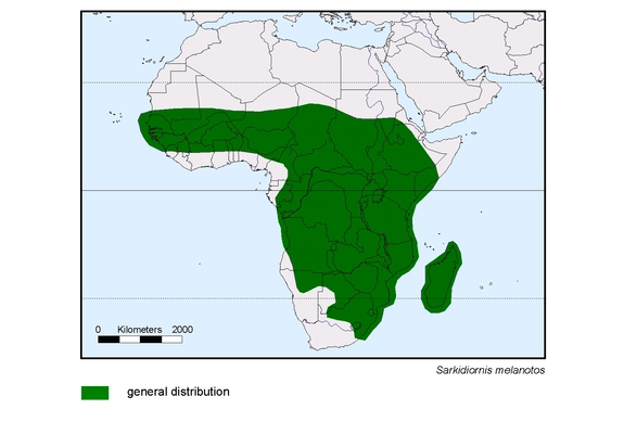 Verbreitungskarte von Sarkidiornis melanotos