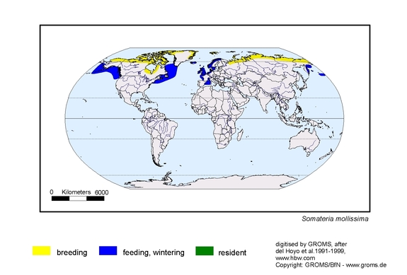 Verbreitungskarte von Somateria mollissima