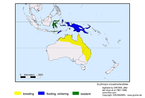 Verbreitungskarte von Scythrops novaehollandiae