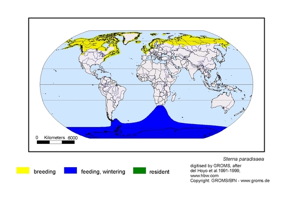 Verbreitungskarte von Sterna paradisaea