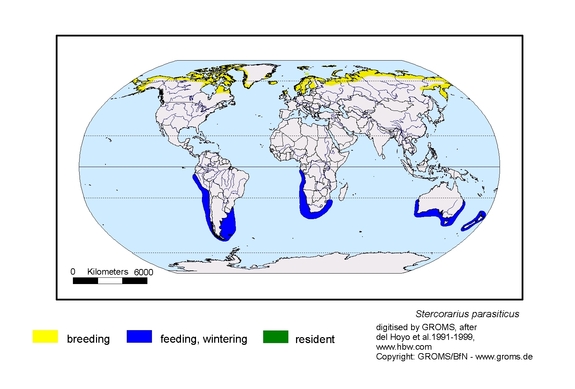 Verbreitungskarte von Stercorarius parasiticus