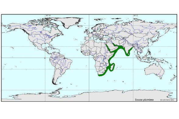 Verbreitungskarte von Sousa plumbea