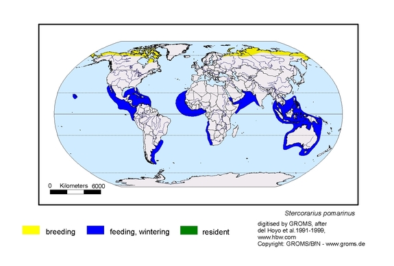 Verbreitungskarte von Stercorarius pomarinus