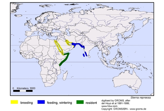Verbreitungskarte von Sterna repressa
