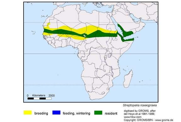 Verbreitungskarte von Streptopelia roseogrisea