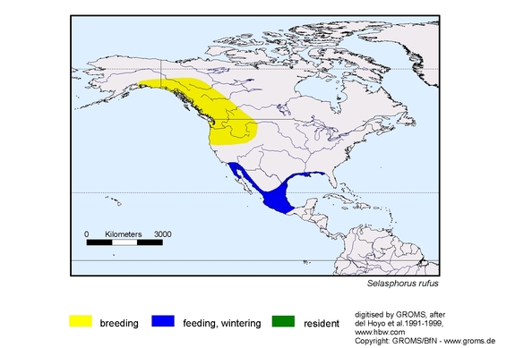 Verbreitungskarte von Selasphorus rufus