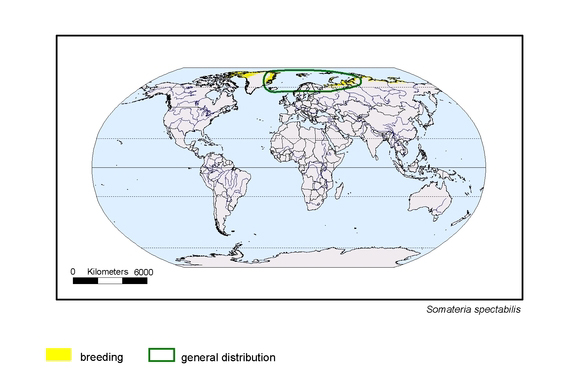 Verbreitungskarte von Somateria spectabilis