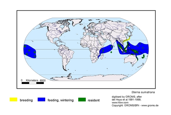 Verbreitungskarte von Sterna sumatrana