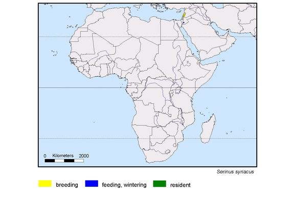 Verbreitungskarte von Serinus syriacus